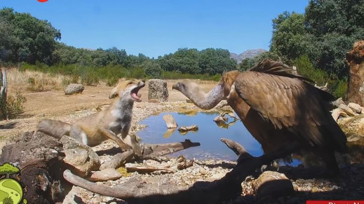 Directo Natura, un proyecto que emite en vivo y sin cortes la vida salvaje desde 76 cámaras ocultas en España