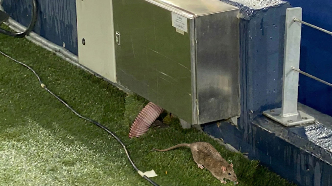 Ratas en el césped del Camp Nou