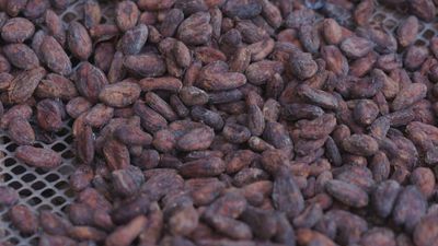 La ‘montaña de cacao’ en el norte de República Dominicana