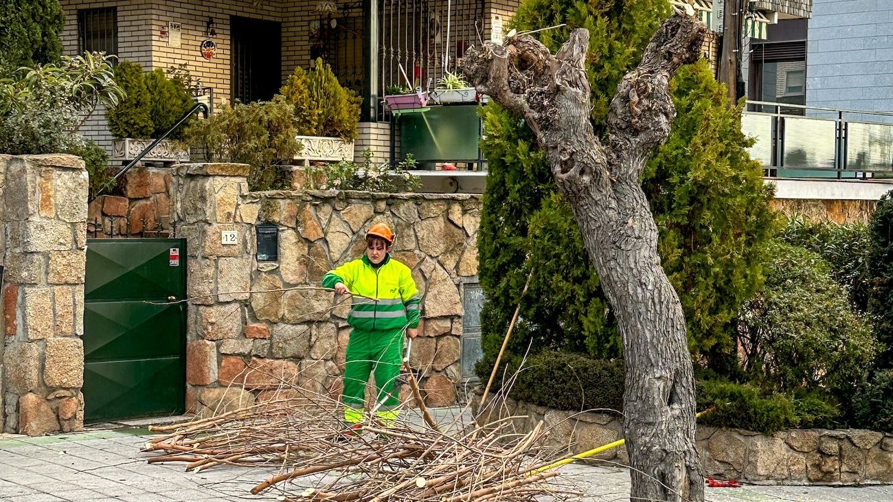 Podas urgentes en Galapagar ante el riesgo de caída de ramas