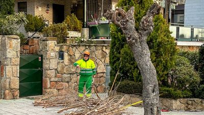 Podas urgentes en Galapagar ante el riesgo de caída de ramas