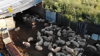 Vendían carne de mataderos clandestinos sin control sanitario a restaurantes asiáticos de Madrid