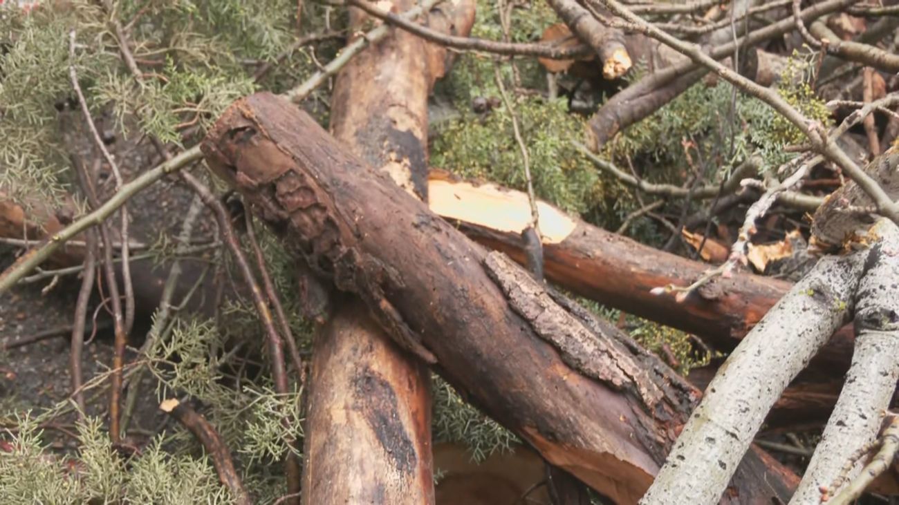 Un árbol se desploma en Puente de Vallecas y aviva las quejas vecinales