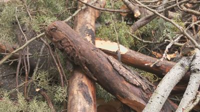 Un árbol se desploma en Puente de Vallecas y aviva las quejas vecinales
