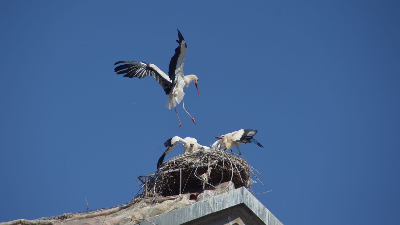Cigüeñas anidadas en un edificio de  Alcalá de Henares