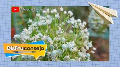 Decora tu casa con plantas gracias a los puerros