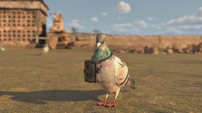 El uso de las palomas durante las guerras