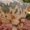 Descubren el dinosaurio ornitópodo más pequeño del mundo: medía medio metro y tiene 125 millones de años
