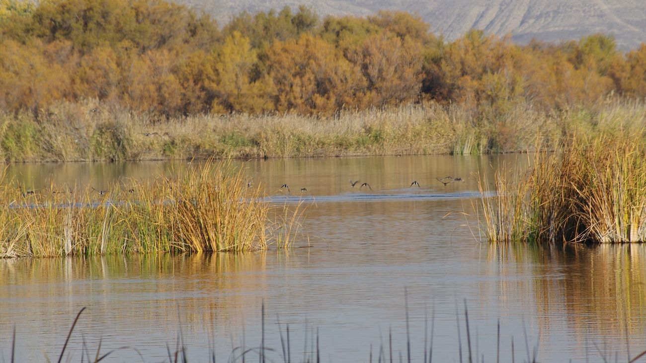 Madrid restaurará trece humedales clave para preservar ecosistemas autóctonos