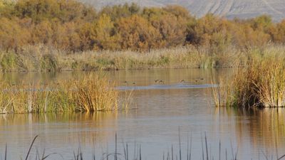 Madrid restaurará trece humedales clave para preservar ecosistemas autóctonos
