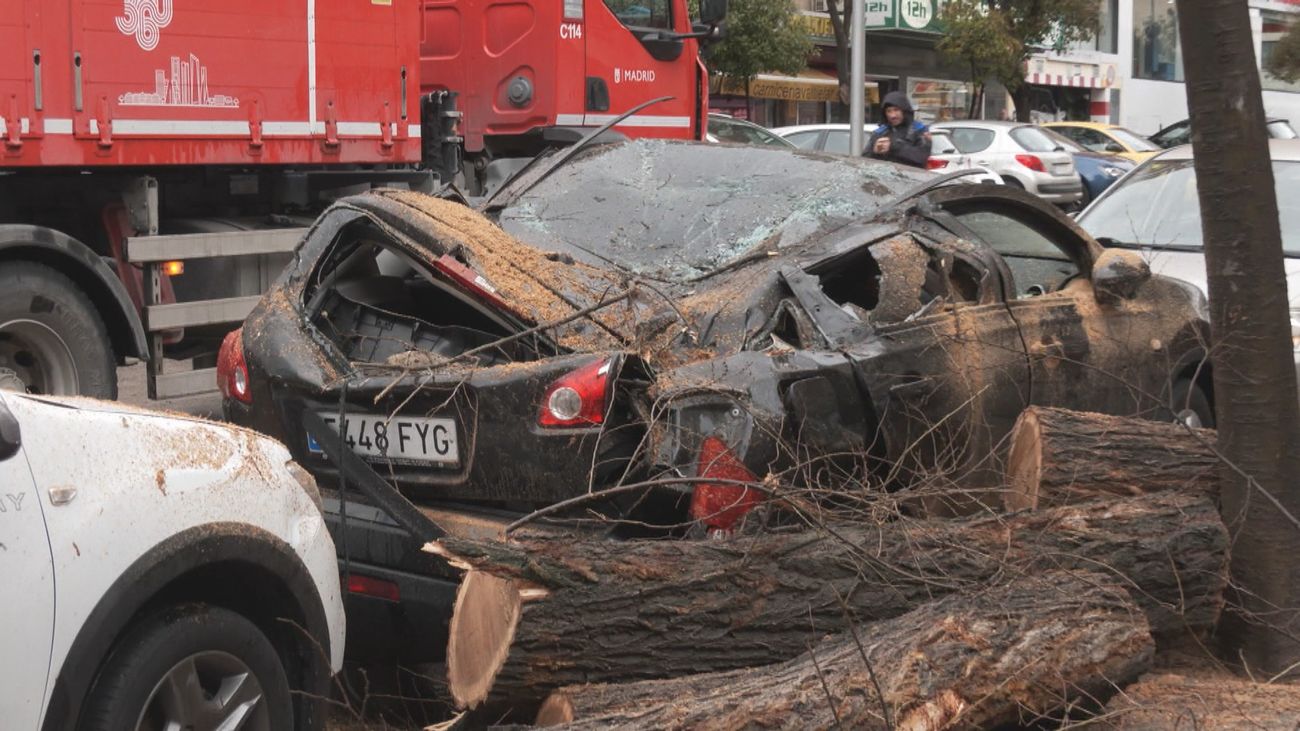 La caída de un árbol de 24 metros sobre dos turismos preocupa a los vecinos del Barrio del Pilar