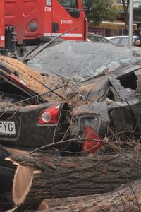 La caída de un árbol de 24 metros sobre dos turismos preocupa a los vecinos del Barrio del Pilar