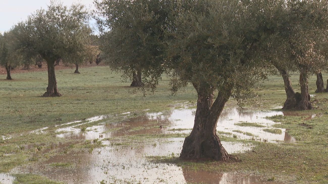 Las constantes lluvias impiden la recogida de la aceituna