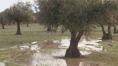 Las constantes lluvias impiden la recogida de la aceituna en Villarejo de Salvanés