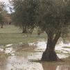Las constantes lluvias impiden la recogida de la aceituna en Villarejo de Salvanés