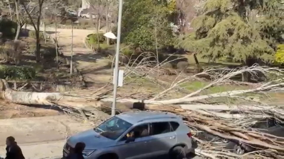 Vientos de casi 100 kilómetros por hora en la sierra y caída de árboles en varias localidades madrileñas