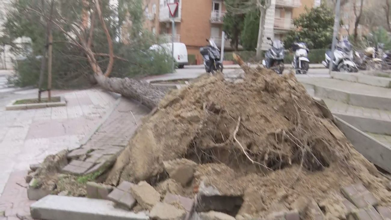 El viento derriba un árbol de veinte metros de altura en Hortaleza