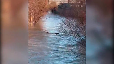 Insólita imagen en Madrid: dos jabalíes cruzan el Manzanares nadando tras las intensas lluvias