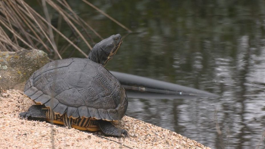 GREFA celebra 45 años con más de 120.000 animales salvajes autóctonos atendidos