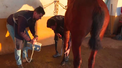 El campo se queda sin veterinarios: "Trabajamos todos los días, sin horarios ni festivos"