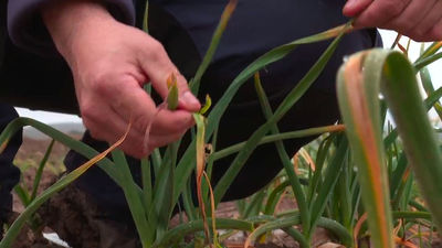 Agricultores madrileños denuncian abandono tras perder sus cultivos por las inundaciones: "Si haces algo, te denuncian"
