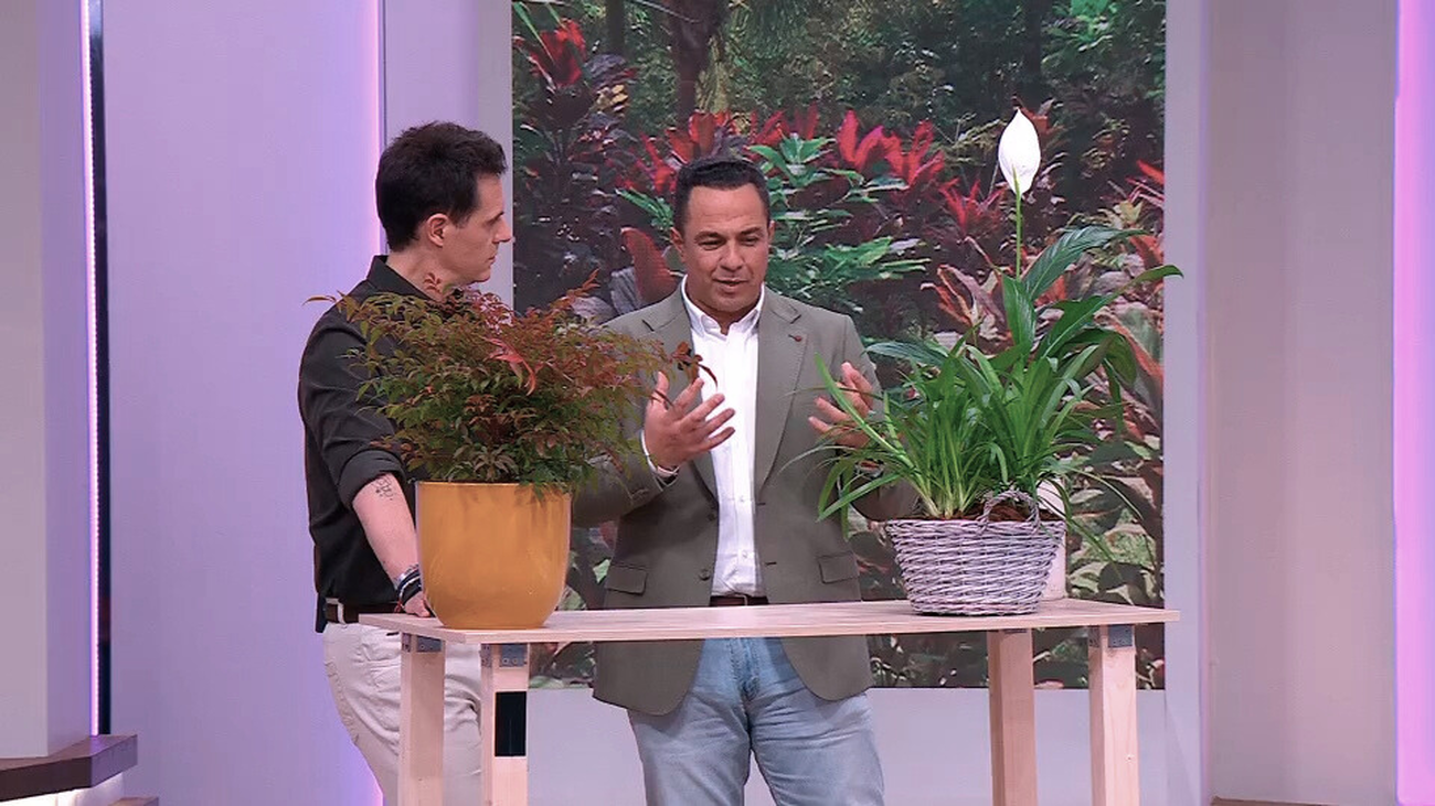 Cómo decir 'te quiero' con plantas