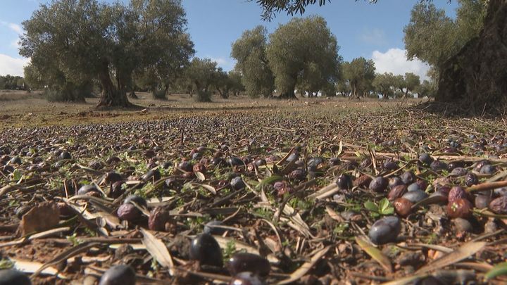 Los temporales paralizan la cosecha de aceituna en Madrid