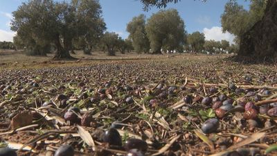 Los temporales paralizan la cosecha de aceituna en Madrid