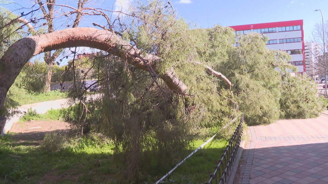 Árbol derribado por el viento en Madrid