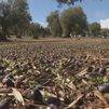 Los temporales paralizan la cosecha de aceituna en Madrid