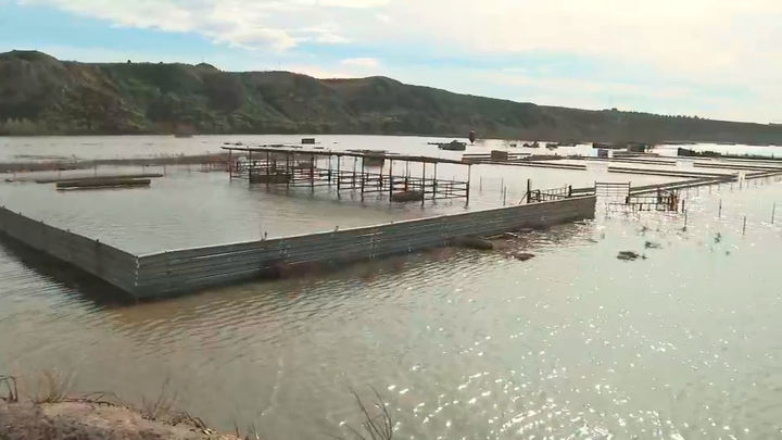 Las lluvias y las crecidas  de ríos anegan campos de cultivo y ganaderías  madrileñas