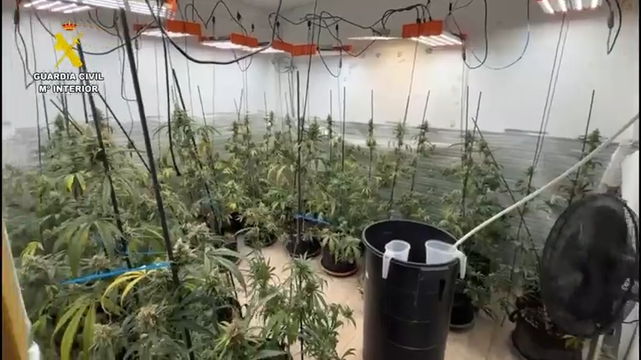 Incautadas 360 plantas de marihuana en la Vega de Chinchón en un operativo con cuatro detenidos