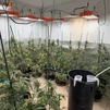 Incautadas 360 plantas de marihuana en la Vega de Chinchón en un operativo con cuatro detenidos
