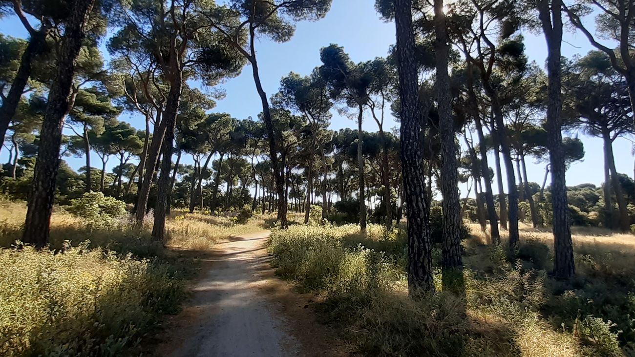 Pinar de Montegancedo, en Pozuelo de Alarcón