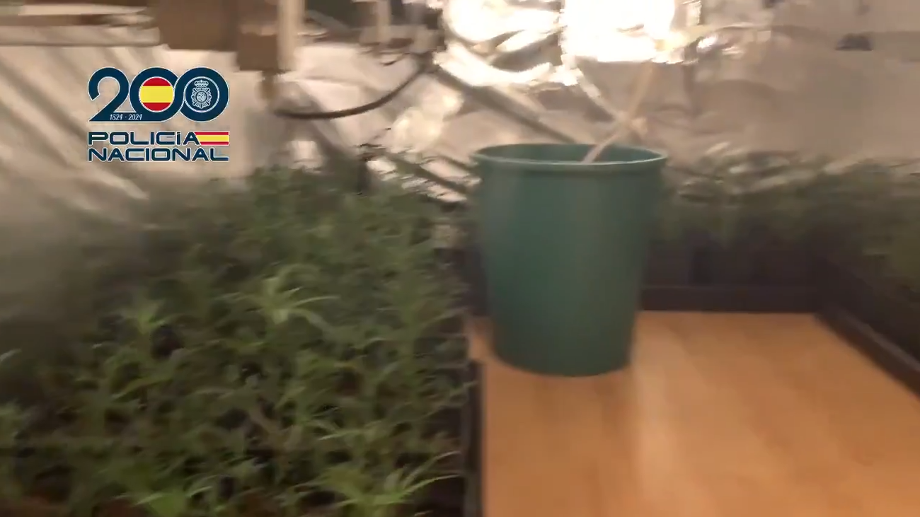 Cae el clan familiar de 'La Oficina': 13 cultivos de marihuana en un bloque entero de pisos en Villaverde