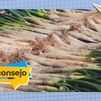 Cómo preparar calçots en casa
