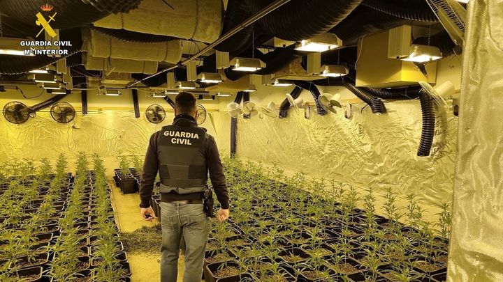 Desmantelada una plantación de marihuana 'in door'  en Paracuellos del Jarama