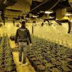 Detenidas dos personas dedicadas al cultivo de marihuana 'in door' con más de 2.200 plantas en Paracuellos