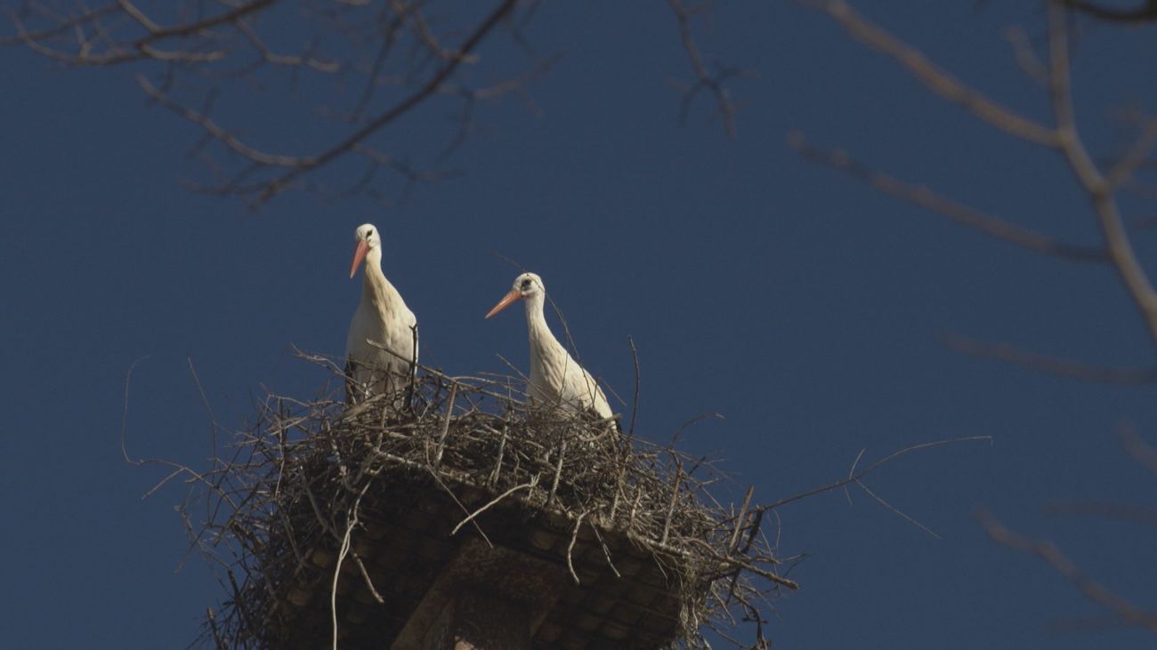 Los vertederos de Colmenar Viejo, Madrid y Pinto favorecen la presencia de cigüeñas