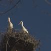 Los vertederos de Colmenar Viejo, Madrid y Pinto favorecen la presencia de cigüeñas