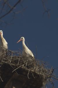 Los vertederos de Colmenar Viejo, Madrid y Pinto favorecen la presencia de cigüeñas