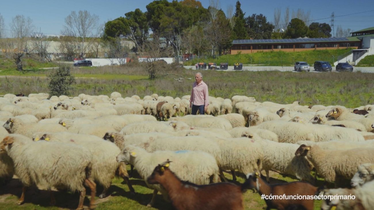 Cómo funciona Madrid: sector primario