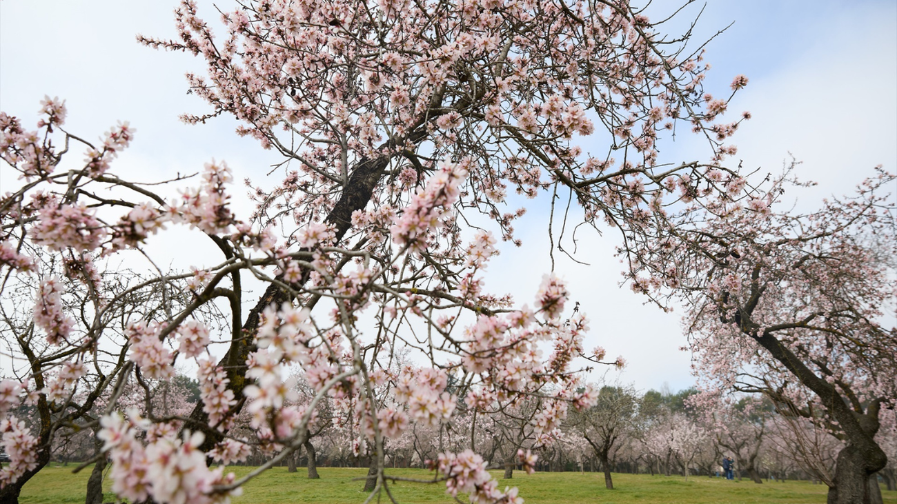 Los almendros florecen en Madrid adelantando la primavera