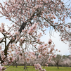 Los almendros florecen en Madrid adelantando la primavera