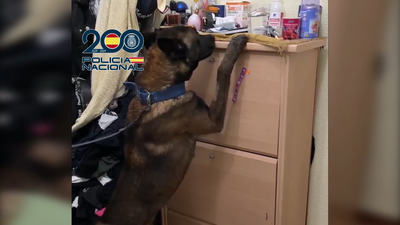 Detenidos en Madrid por traficar migrantes con documentos falsos