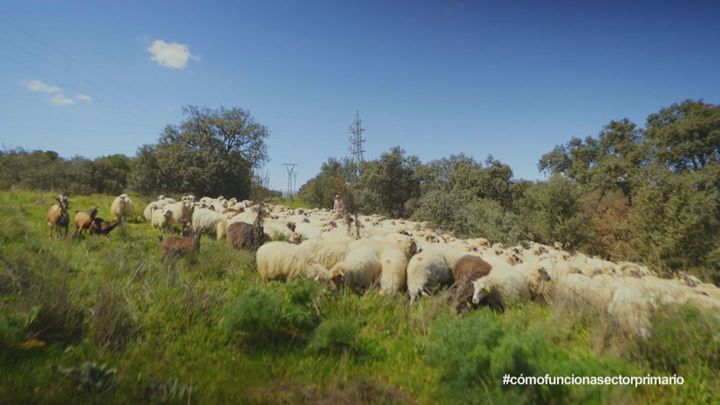 Aprendemos las técnicas para pastorear a las ovejas bombero en Colmenar