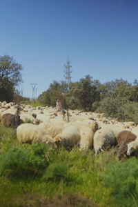 Aprendemos las técnicas para pastorear a las ovejas bombero en Colmenar