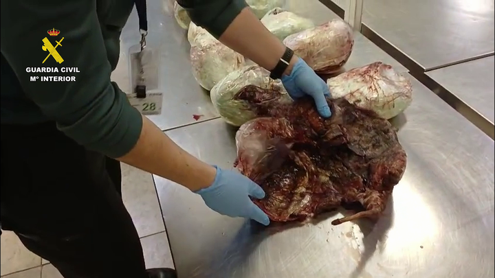 Incautada en el aeropuerto de Barajas una maleta con 15 pangolines muertos