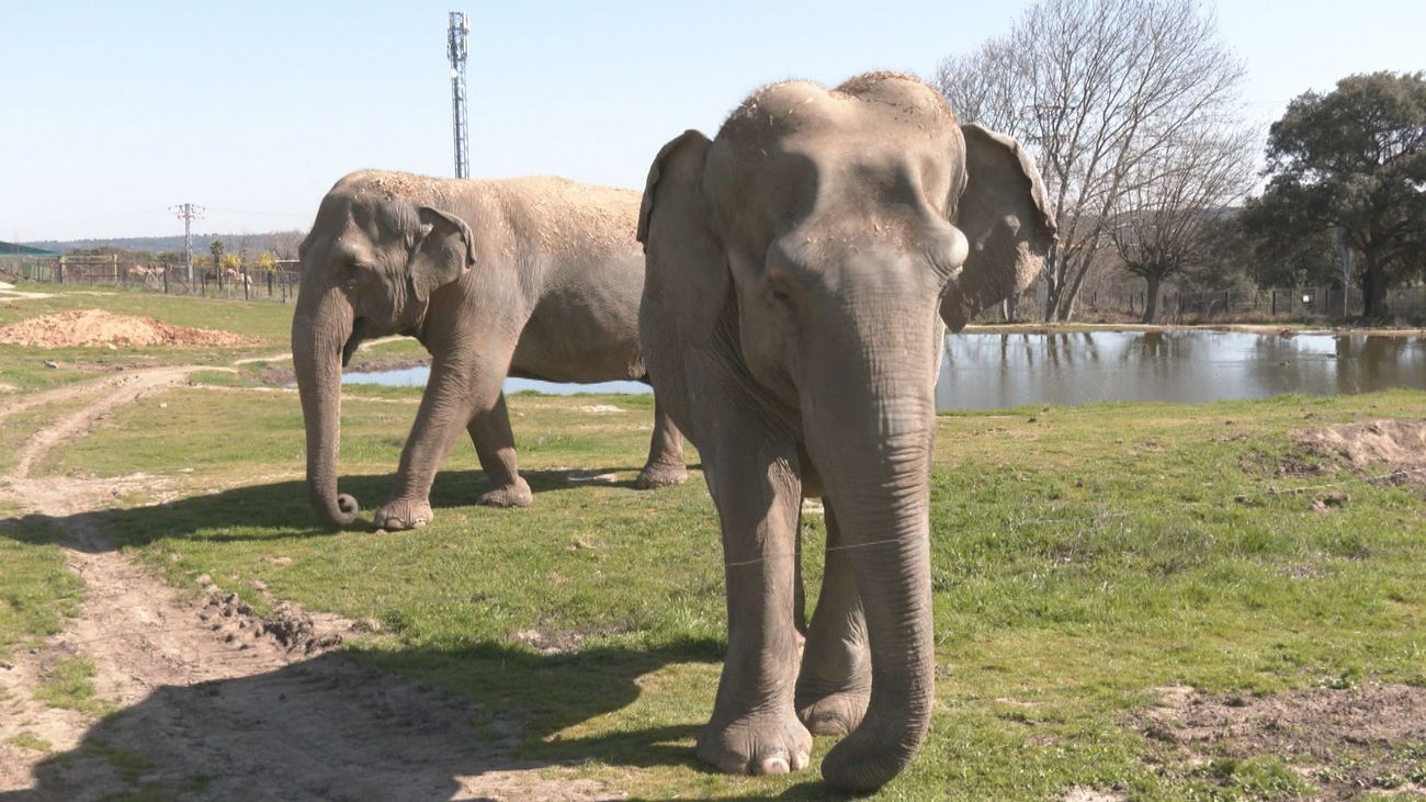 Cuando los animales se hacen mayores: así viven su jubilación los 'abuelos' de Safari Madrid