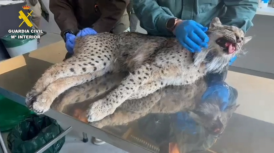Encuentran muerto un lince ibérico en una cuneta de San Fernando de Henares
